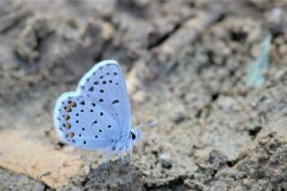 Himalaya Mavisi (Pseudophilotes vicrama)