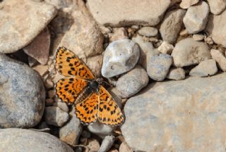 Gzel parhan (Melitaea syriaca)