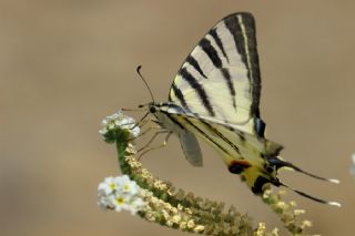Erik Krlangkuyruk (Iphiclides podalirius)
