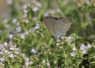 Sevbeni (Satyrium abdominalis)