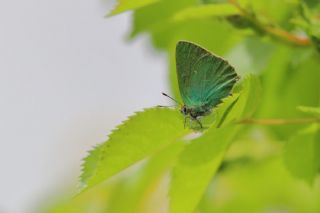 Zmrt (Callophrys rubi)