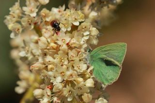 Nahvan Zmrt (Callophrys danchenkoi)