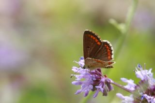 �okg�zl� Esmer&nbsp;(Aricia&nbsp;agestis)