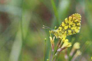 S�sl� Damone&nbsp;(Anthocharis&nbsp;damone)