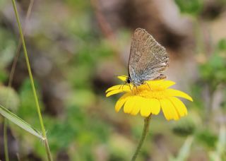 Minik Sevbeni (Satyrium acaciae)