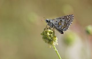 Sarbandl Zpzp (Pyrgus sidae)