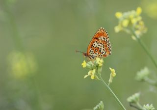 Trkistan parhan (Melitaea arduinna)