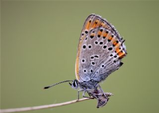 Kk Ate Gzeli (Lycaena thersamon)