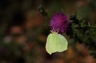 Orakkanat&nbsp;(Gonepteryx&nbsp;rhamni)