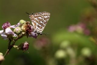 eytanck (Cigaritis acamas)