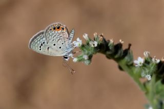 Mcevher Kelebei (Chilades trochylus)