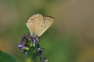 Anormal okgzl (Polyommatus admetus)