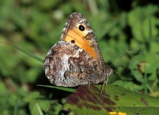 Anadolu Kzlmelei (Hipparchia pellucida)