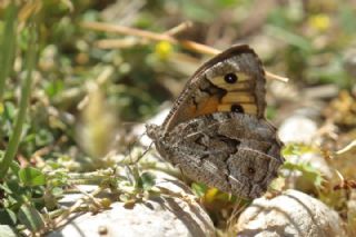 Gney Kzlmelei (Hipparchia senthes)