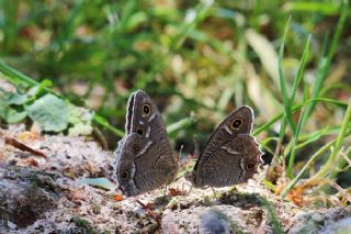 Beyaz Bandl Karamelek (Hipparchia parisatis)