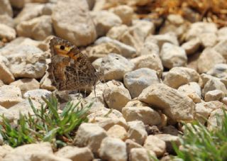 Step Cad�s�&nbsp;(Chazara&nbsp;anthe)