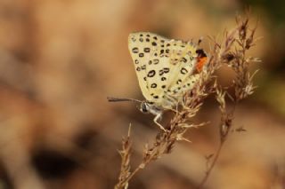 Akdeniz eytanc (Cigaritis cilissa)