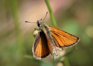 Siyah Antenli Zpzp (Thymelicus lineolus)