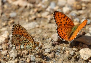 ift Noktal Brentis (Brenthis hecate)