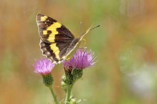 ehzade (Euapatura mirza)