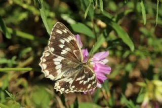 Azeri Melikesi (Melanargia hylata)