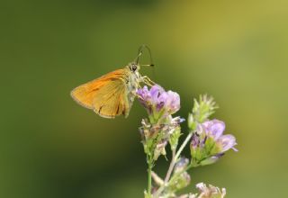 Orman Zpzp (Ochlodes sylvanus)