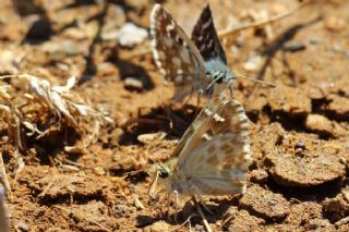 Cezayir Zpzp (Carcharodus stauderi)