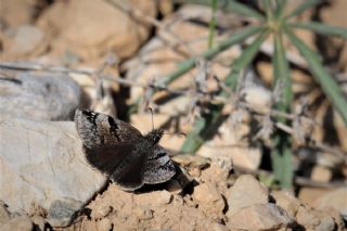 Kara Zıpzıp (Erynnis marloyi)