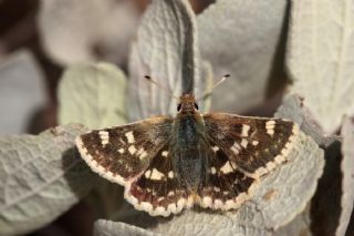 Anadolu Zpzp (Muschampia proteides)