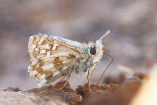 Alada Zpzp (Pyrgus aladaghensis)