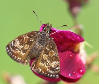 Pasl Zpzp (Erynnis tages)