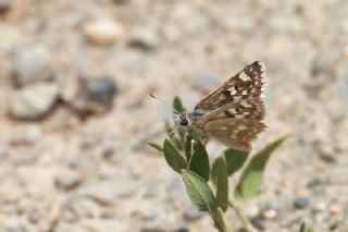 Pogge Z�pz�p�&nbsp;(Muschampia&nbsp;poggei)