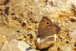 Levantin Yalanccads (Pseudochazara pelopea)