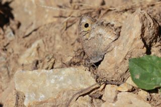 Turan Yalanccads (Pseudochazara telephassa)