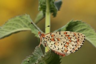 ranl parhan (Melitaea persea)