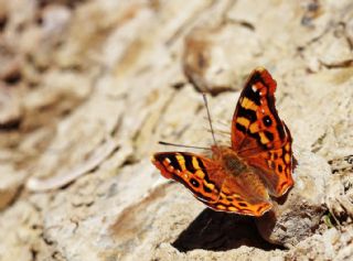 Anadolu ehzadesi (Thaleropis ionia)