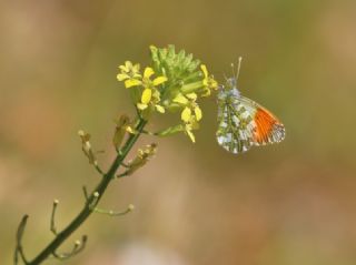 Step Ssls (Anthocharis gruneri)