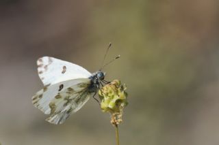 Kk Beneklimelek (Pontia chloridice)