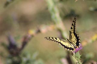 Krlangkuyruk (Papilio machaon)