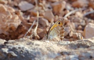 Ar Esmerperisi (Hyponephele wagneri)