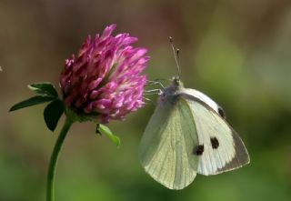 Byk Beyazmelek  (Pieris brassicae)