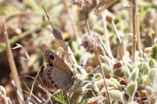 Anadolu Pirireisi (Satyrus favonius)