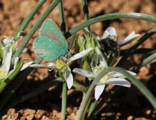 Ign Zmrt, Minikzmrt (Callophrys mystaphia)