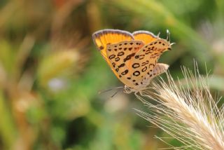 Uygur eytanc (Cigaritis uighurica)
