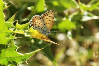 Frat Bakr Gzeli (Margelycaena euphratica )
