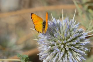 Alev Ategzeli (Lycaena kefersteinii)