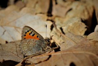 Kafkasya Gelincii (Tomares callimachus)