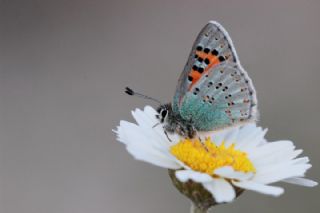 Anadolu Gelinci�i&nbsp;(Tomares&nbsp;nogelii)