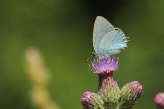 Mavi Sevbeni (Satyrium armenum)