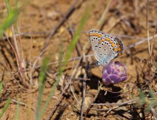 Doulu Esmergz (Plebejus carmon)